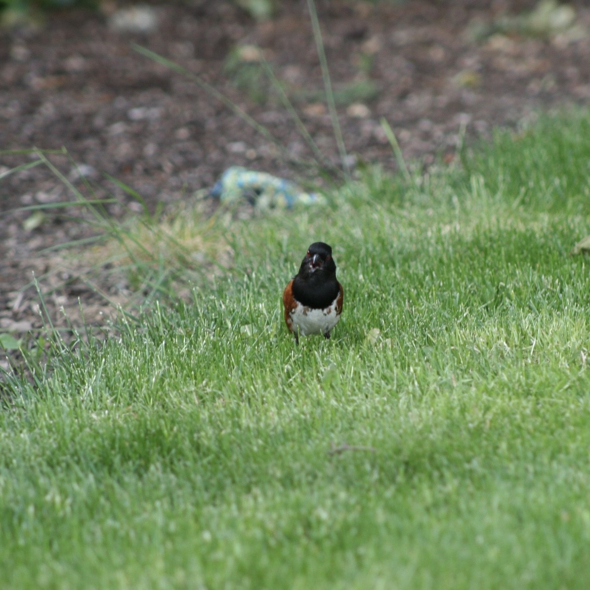 Spotted Towhee - ML620350640