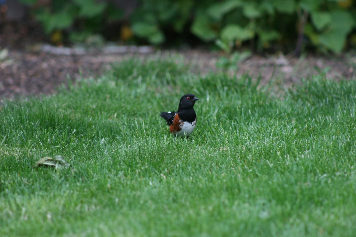 Spotted Towhee - ML620350641