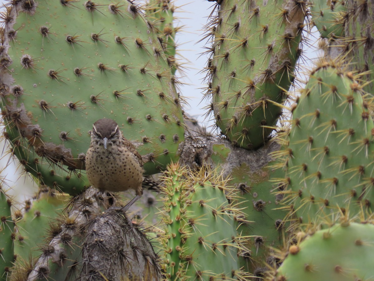 Cactus Wren - ML620350642