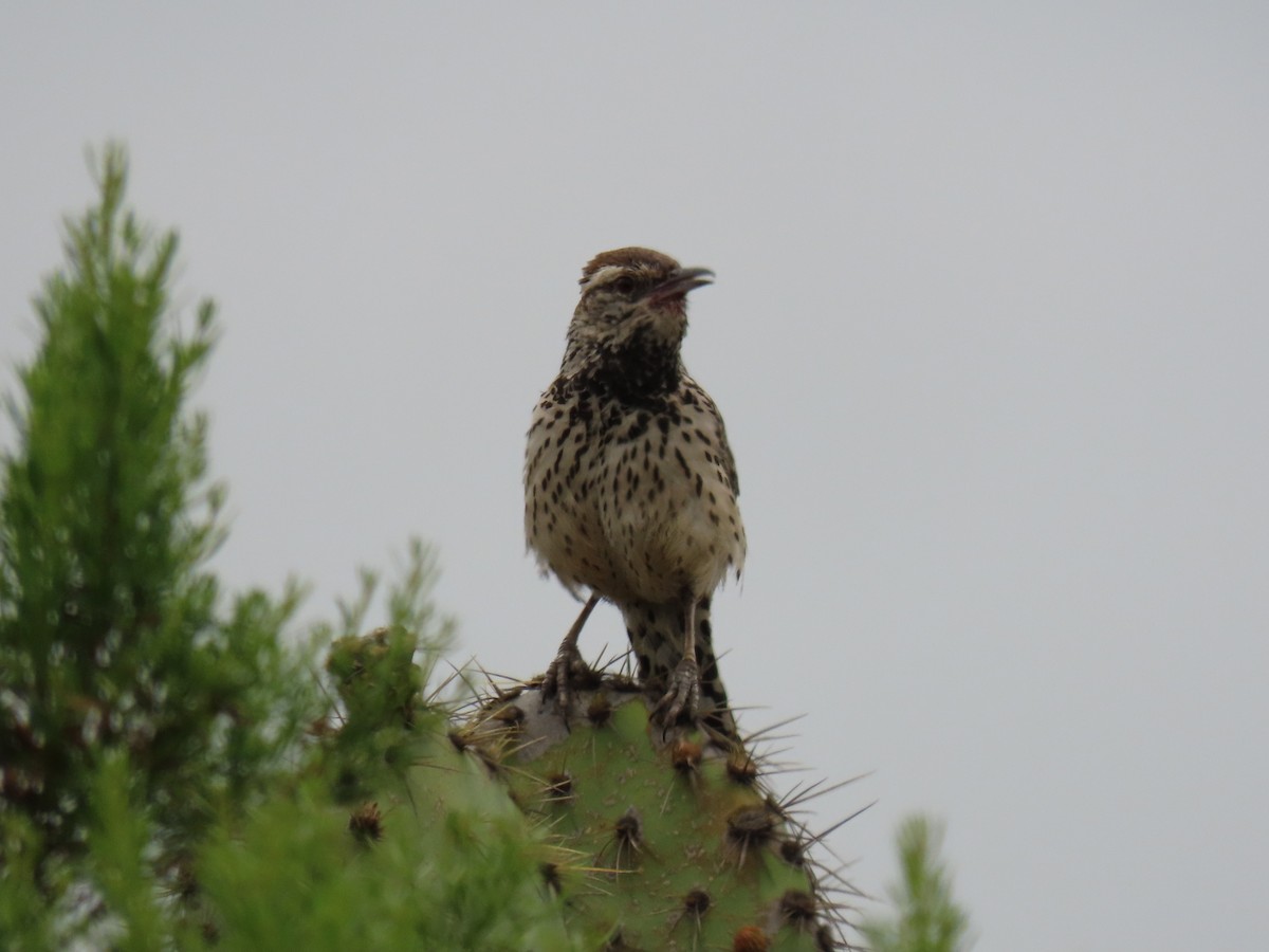 Cactus Wren - ML620350644