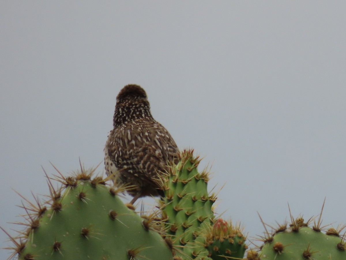 Cactus Wren - ML620350645