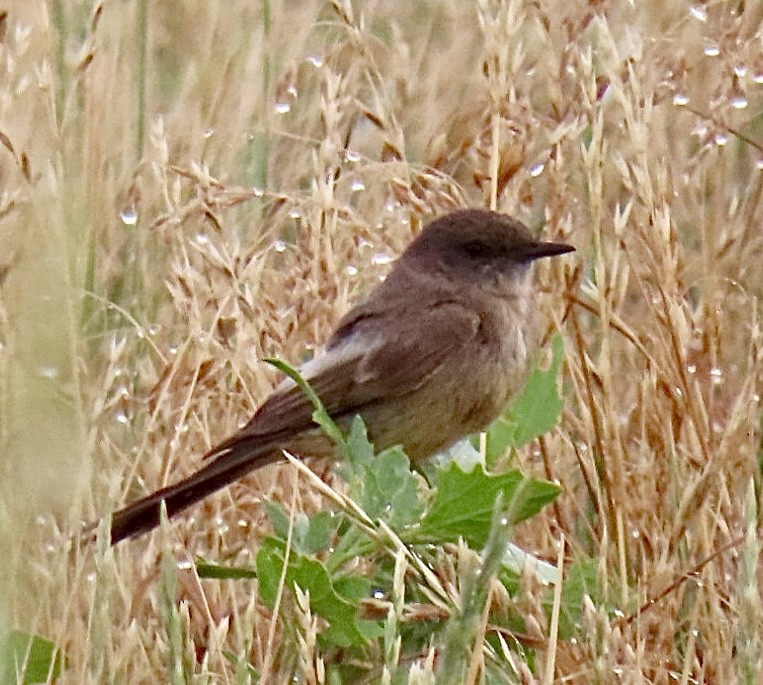 Say's Phoebe - ML620350647