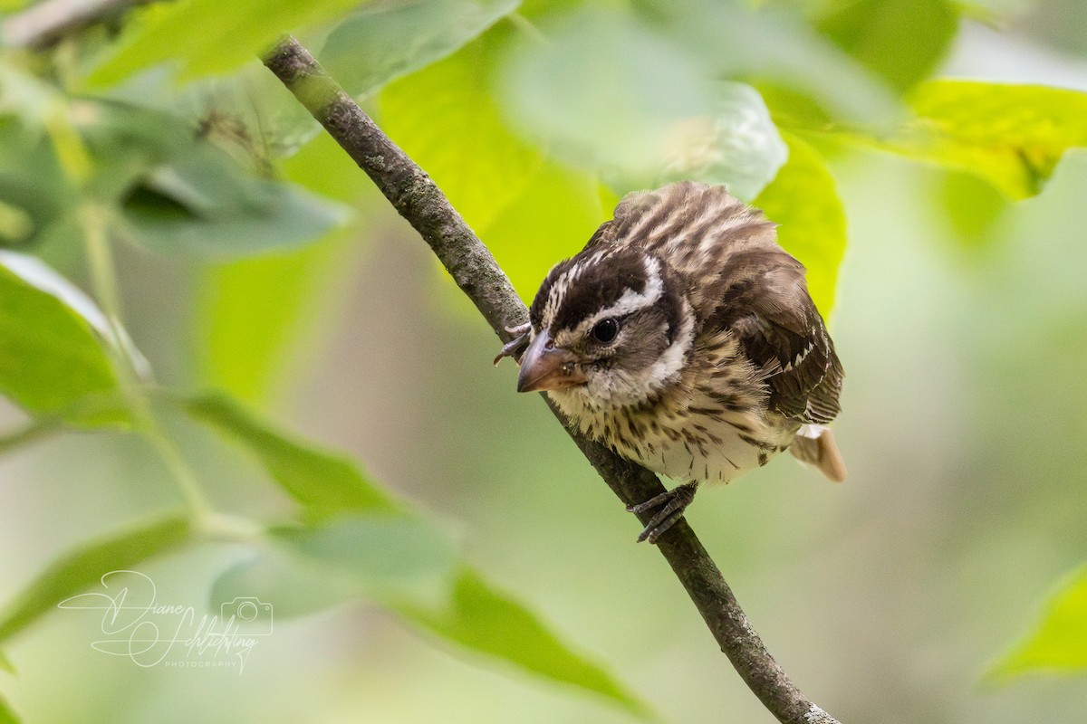 Rose-breasted Grosbeak - ML620350658