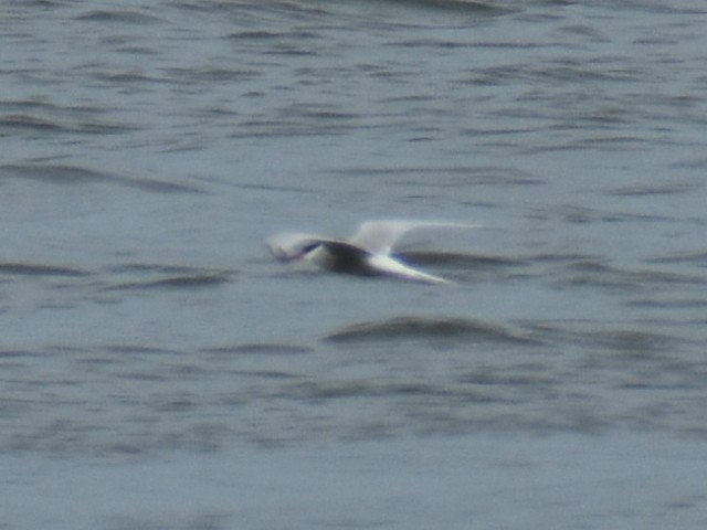 tern sp. - ML620350666