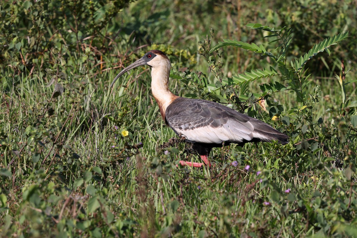 ibis bělokřídlý - ML620350670