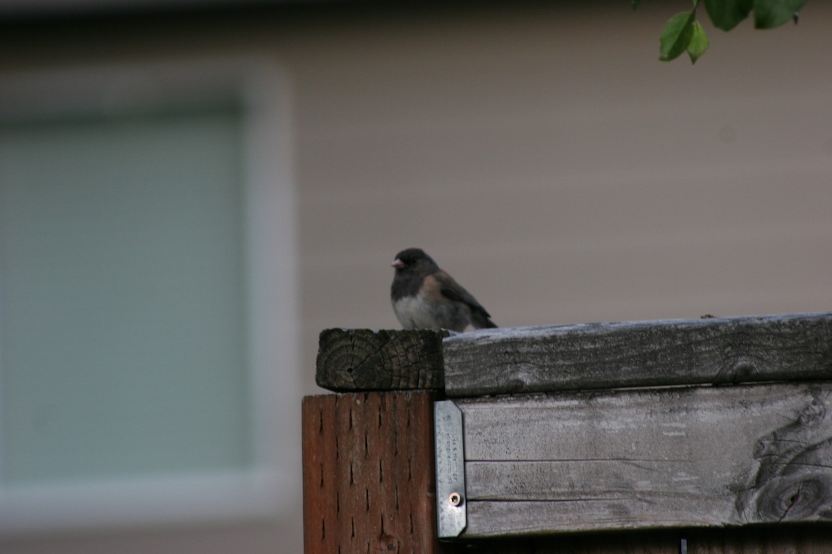 Dark-eyed Junco - ML620350676