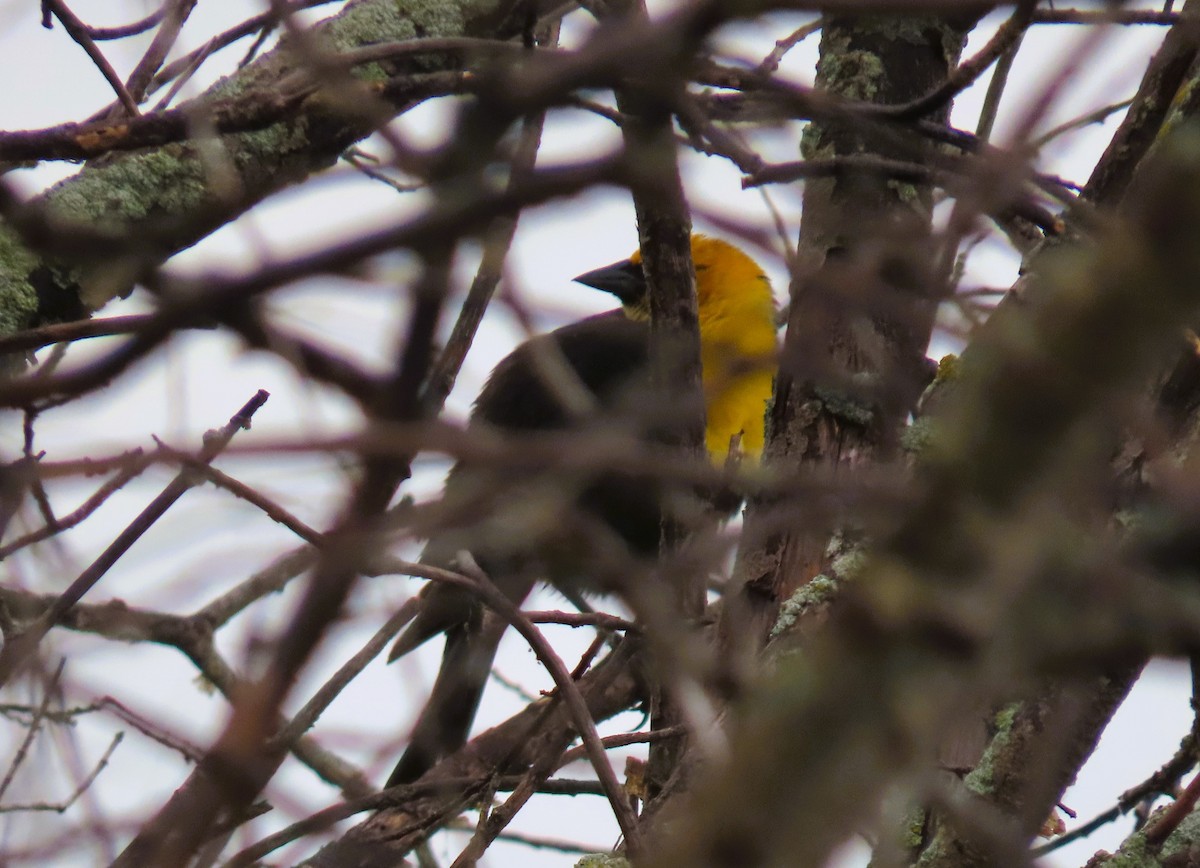 Yellow-headed Blackbird - ML620350684
