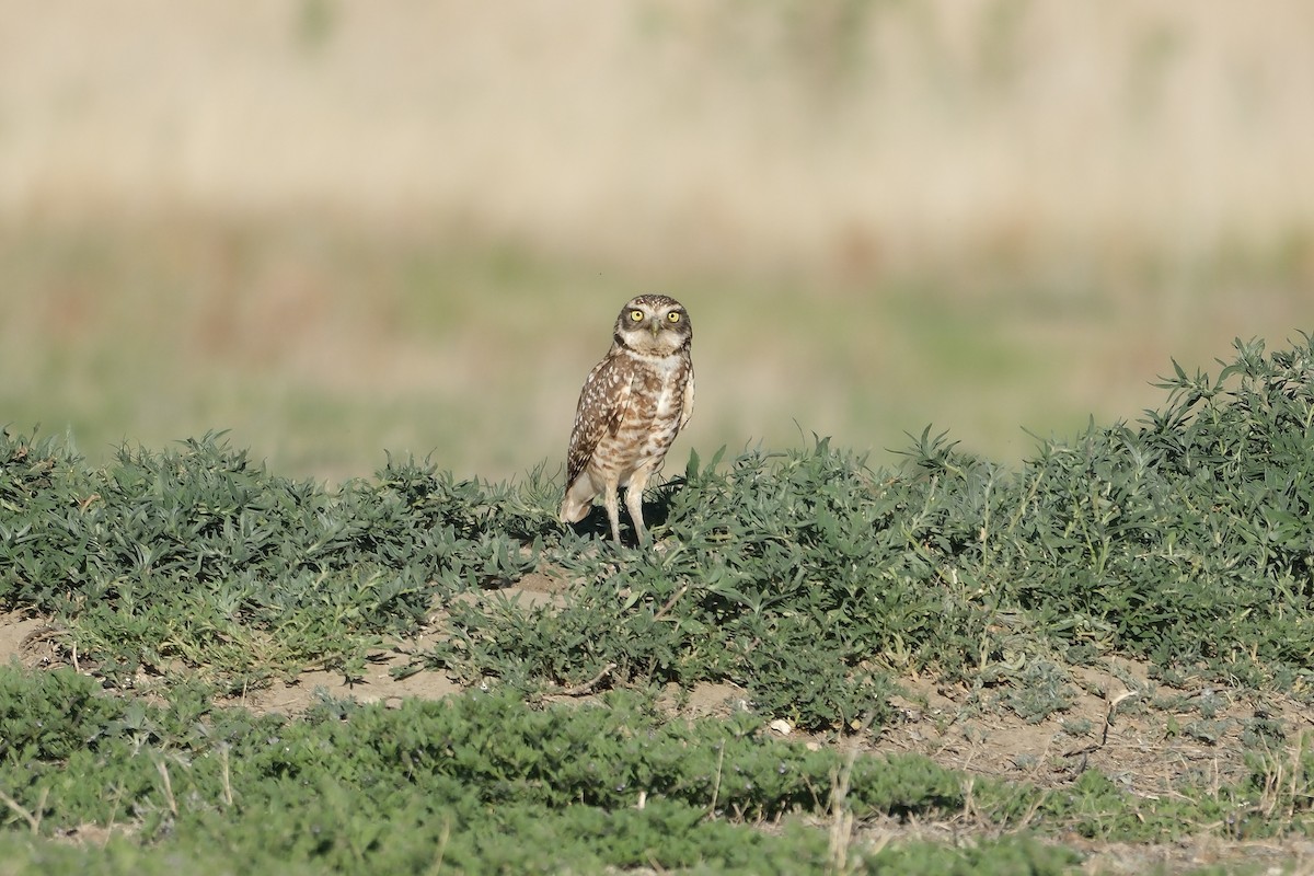 Burrowing Owl - ML620350689
