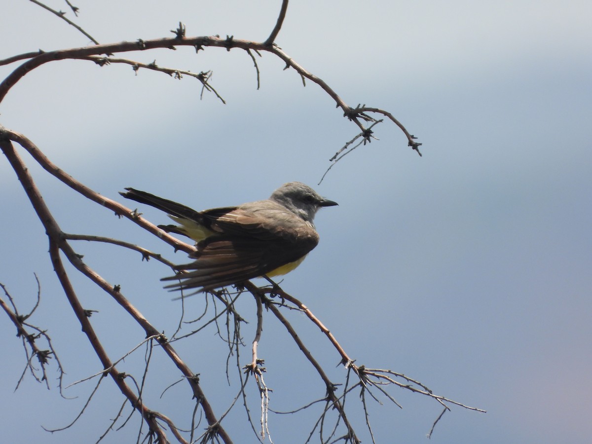 Western Kingbird - ML620350706