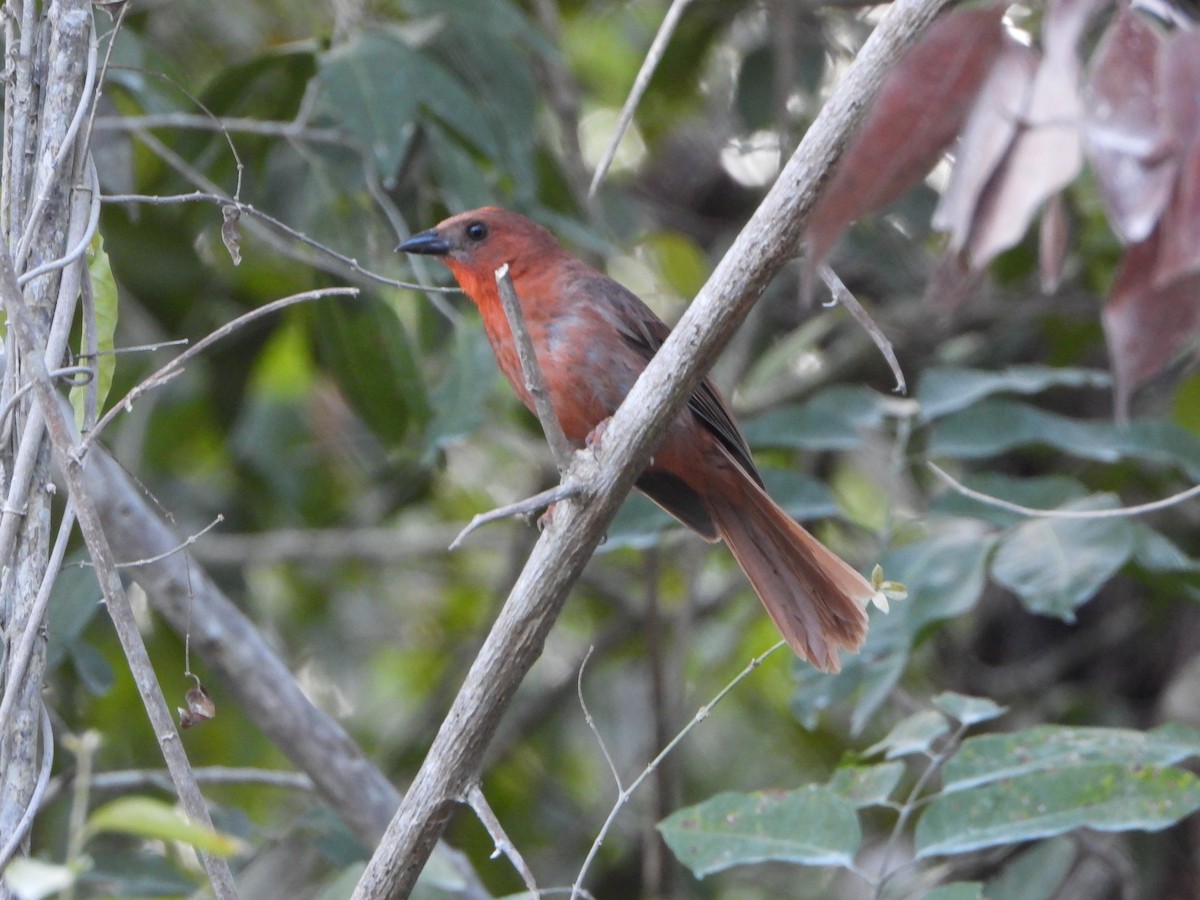 Red-throated Ant-Tanager - ML620350722