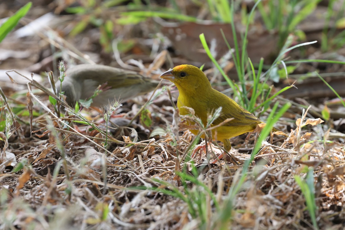 Orange-fronted Yellow-Finch - ML620350726