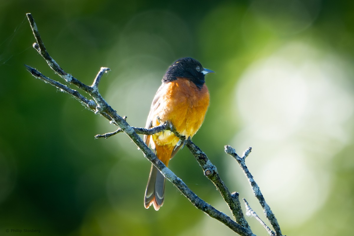 Orchard Oriole - ML620350729