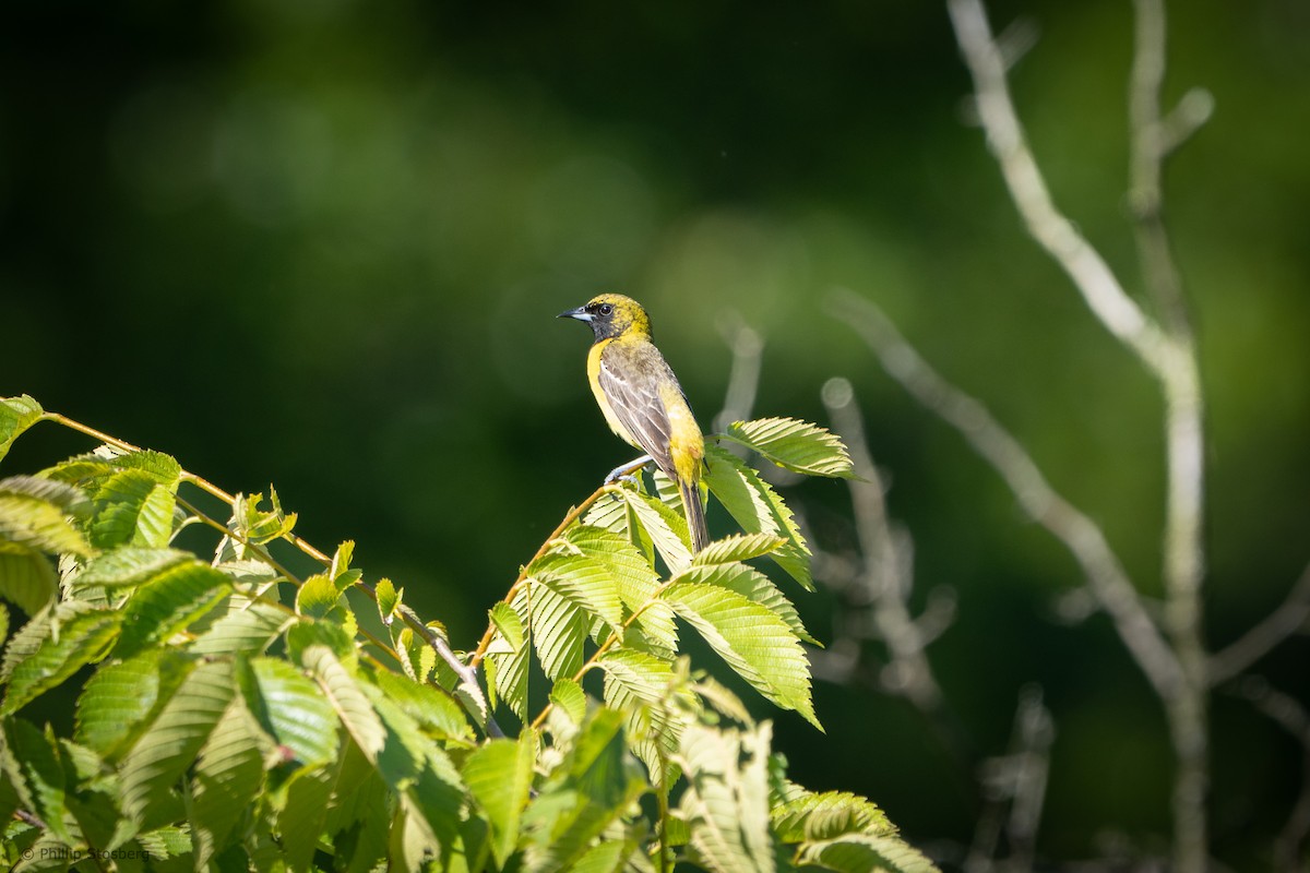 Orchard Oriole - ML620350730