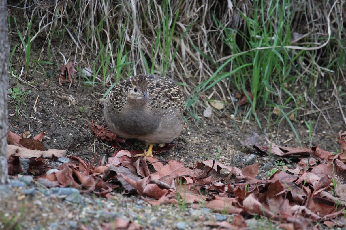 Chilean Tinamou - ML620350736