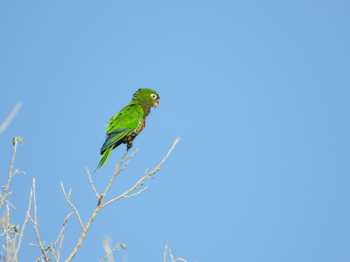 Olive-throated Parakeet - ML620350737