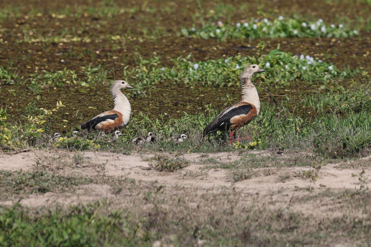 Orinoco Goose - ML620350753