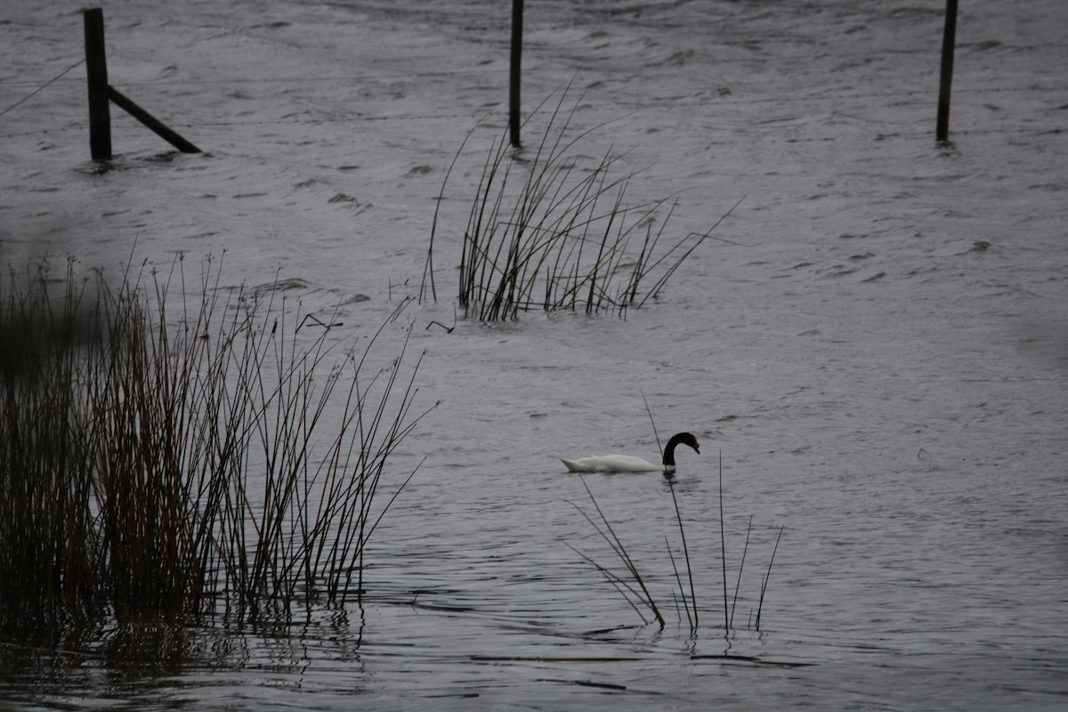 Black-necked Swan - ML620350755