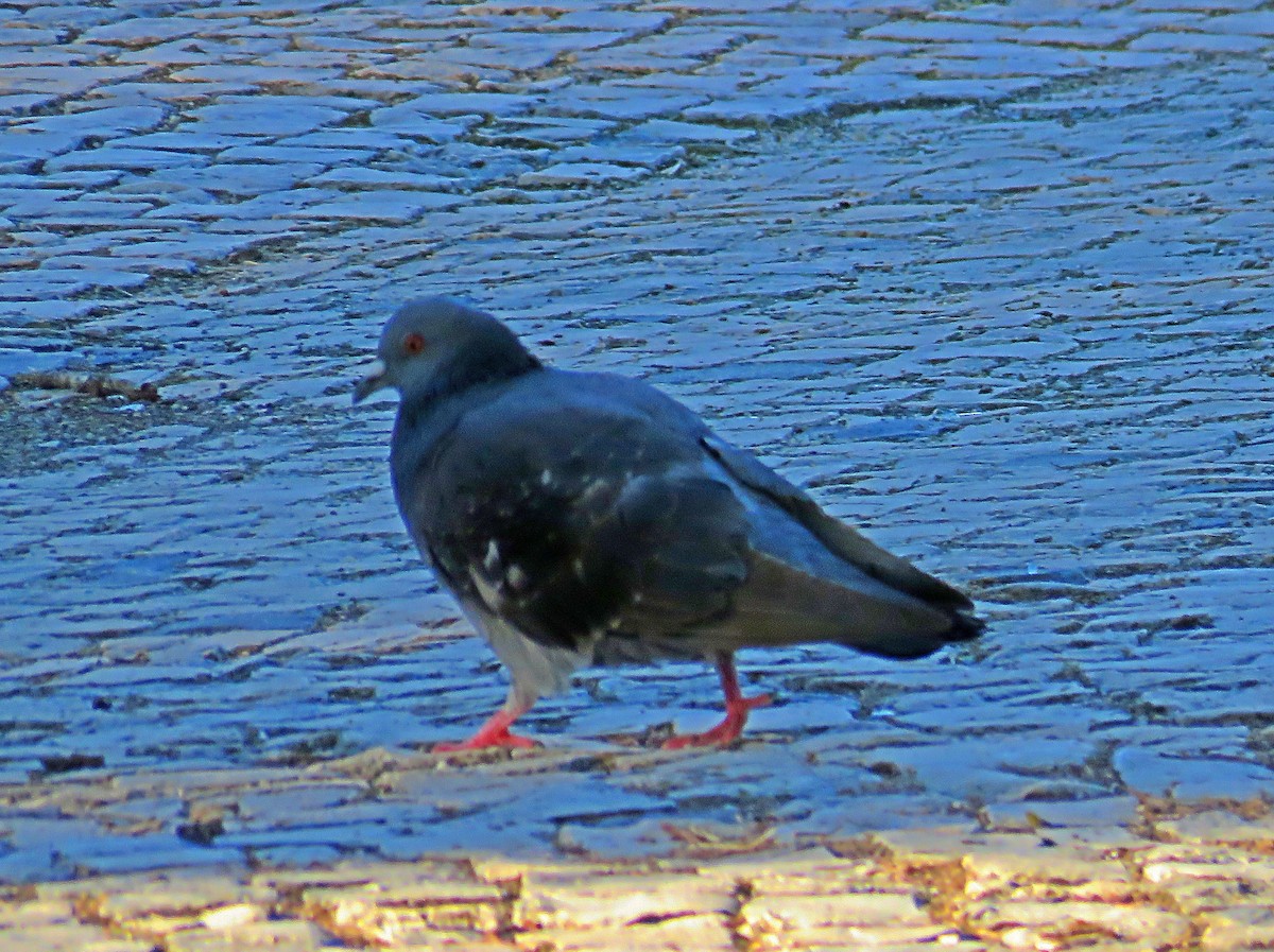 Rock Pigeon (Feral Pigeon) - ML620350762