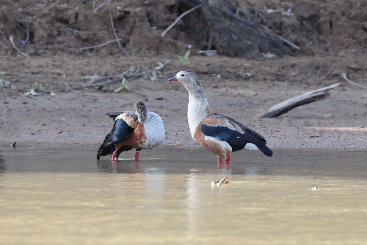 Orinoco Goose - ML620350767