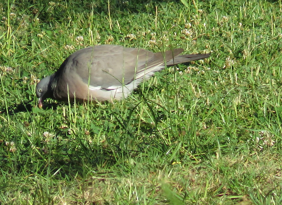 Common Wood-Pigeon - ML620350784