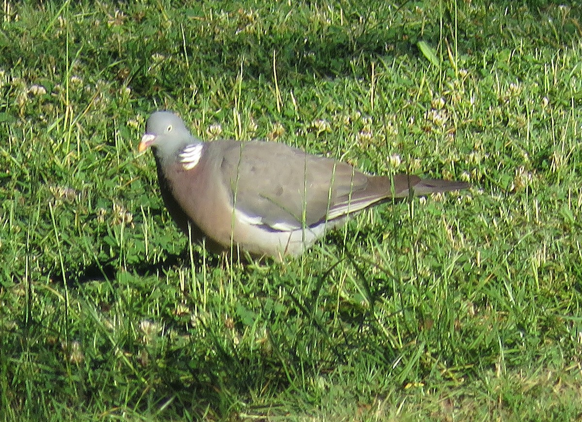 Common Wood-Pigeon - ML620350785