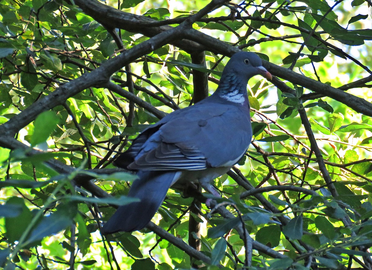 Common Wood-Pigeon - ML620350786