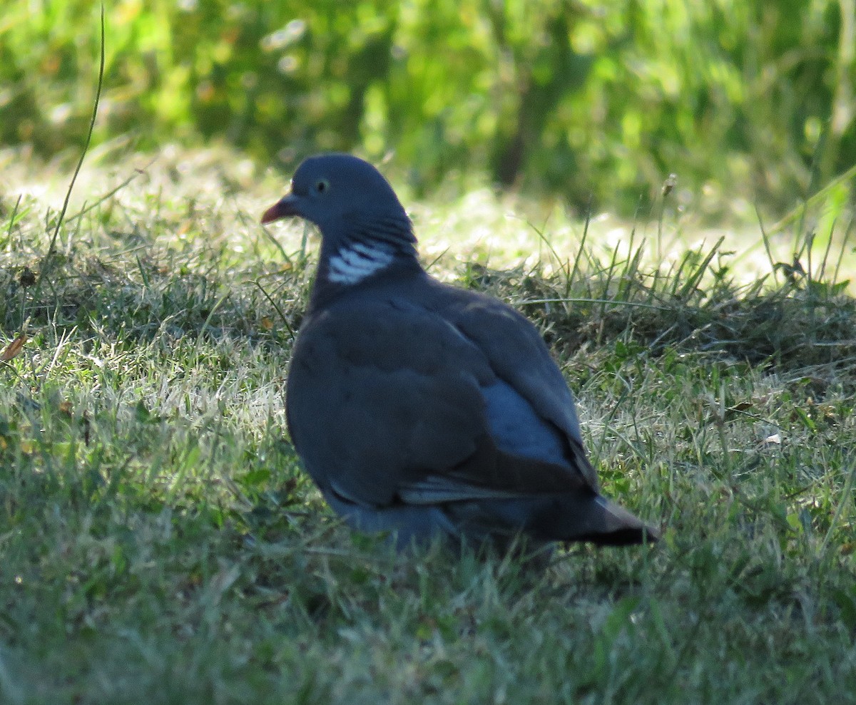 Common Wood-Pigeon - ML620350787