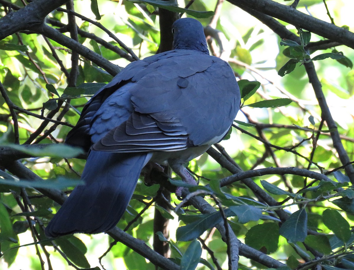 Common Wood-Pigeon - ML620350788