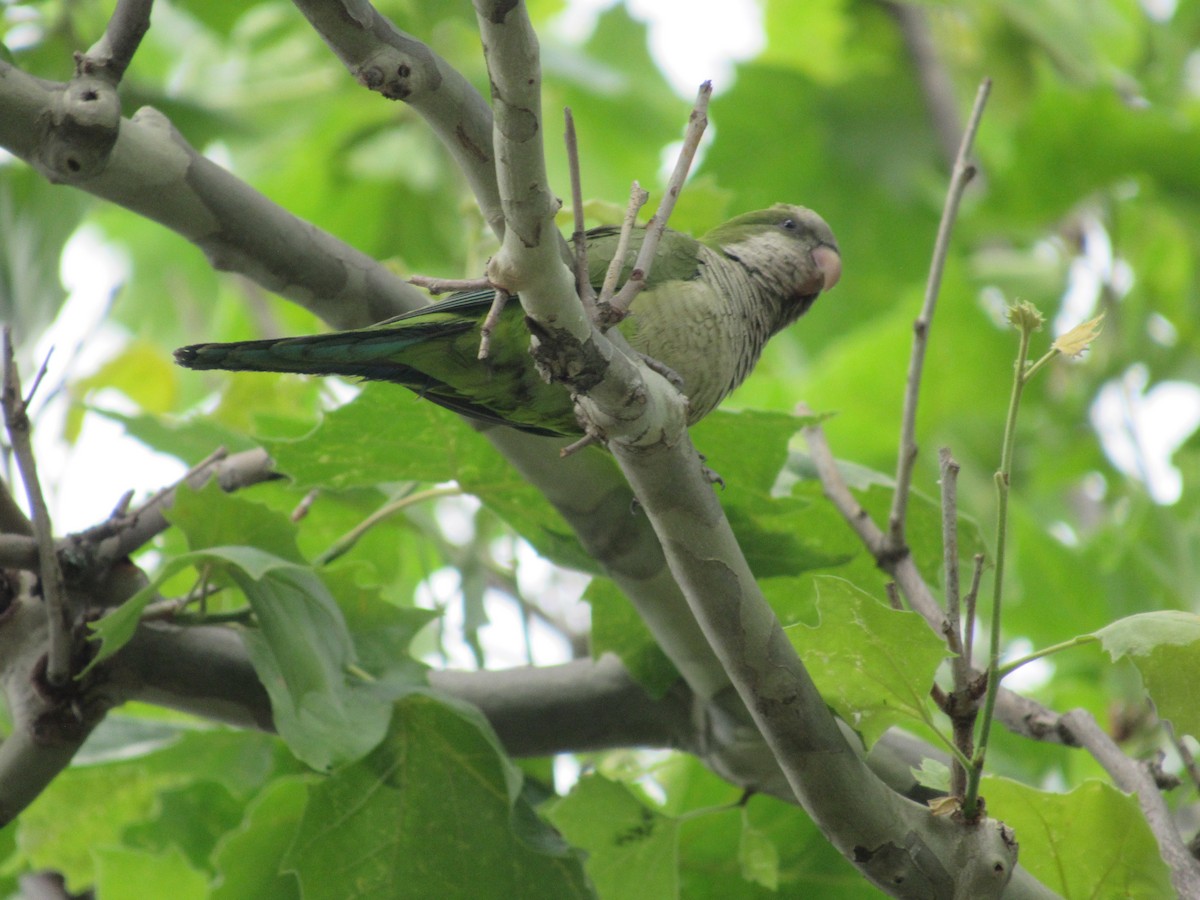 Monk Parakeet - ML620350795