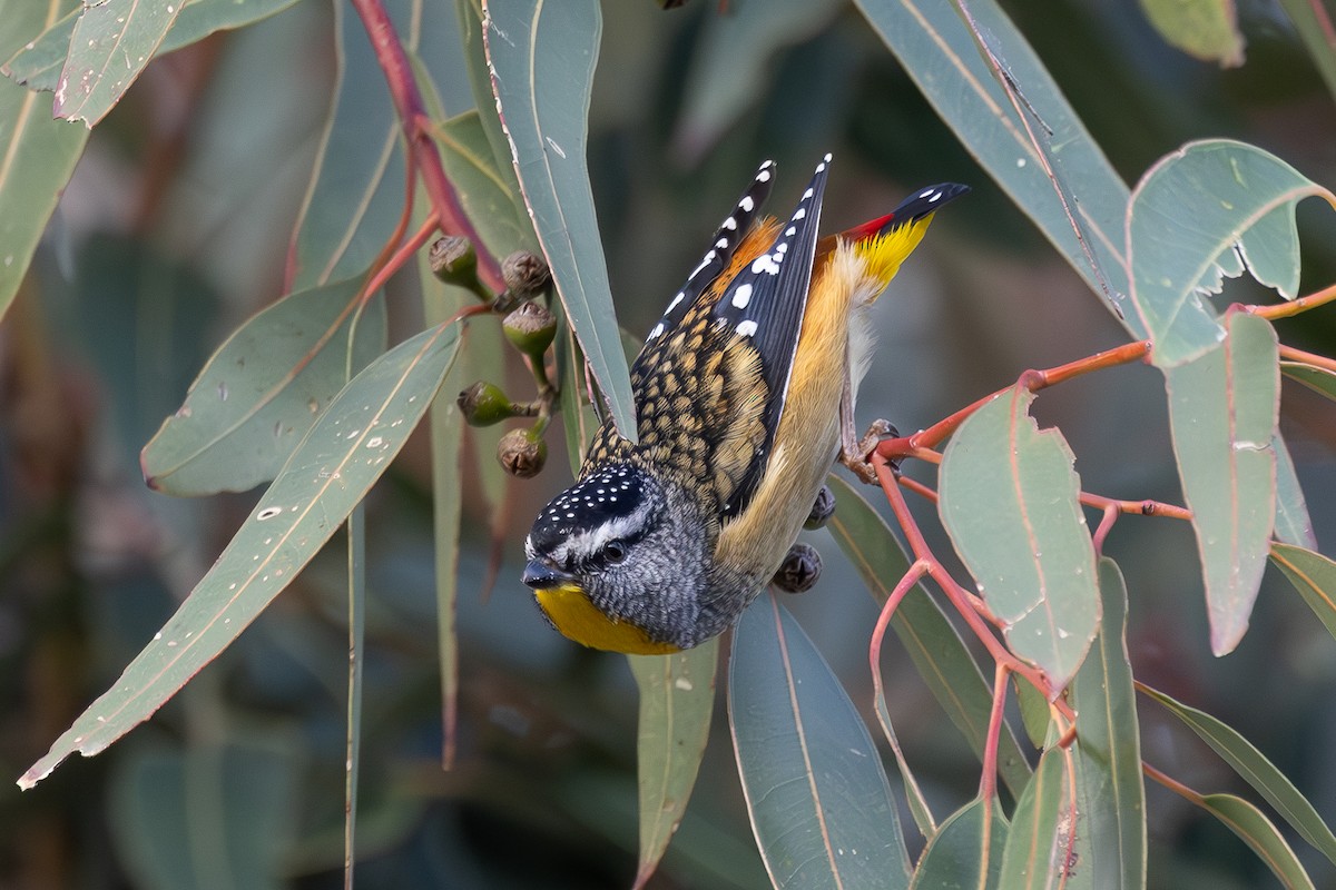 Spotted Pardalote (Spotted) - ML620350806