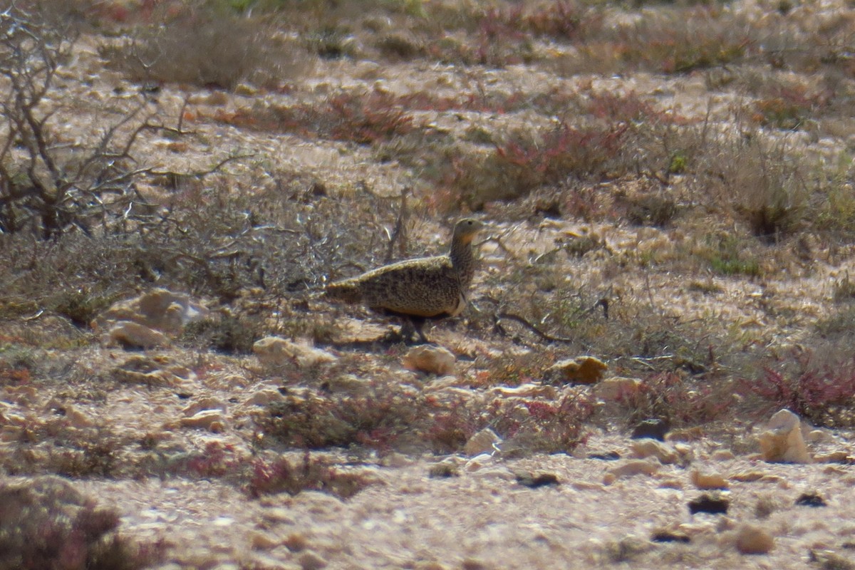 Black-bellied Sandgrouse - ML620350818