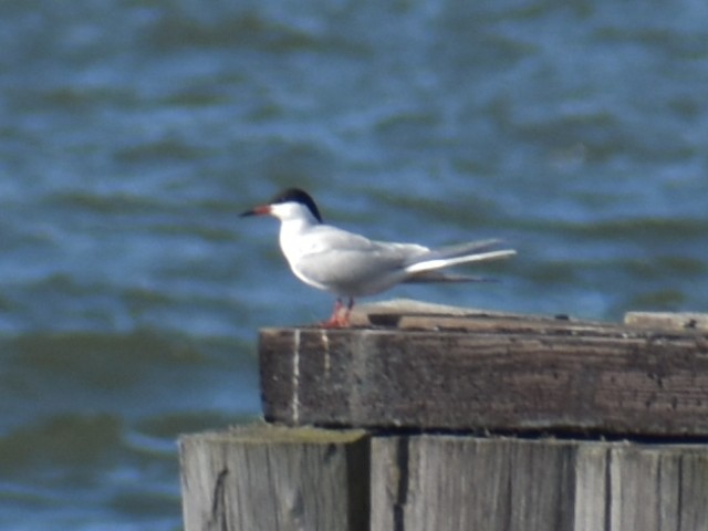 Common Tern - ML620350823