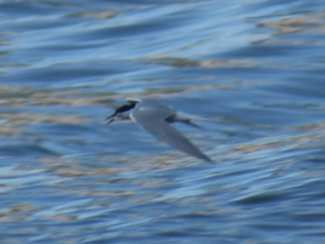 Common Tern - Bill Hubbard