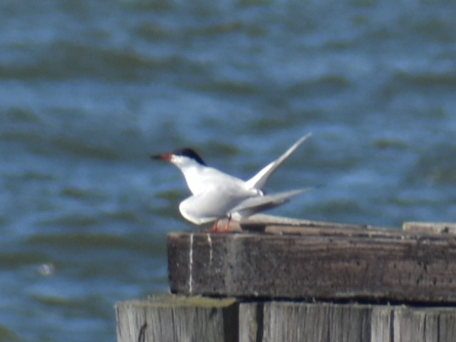Common Tern - ML620350825