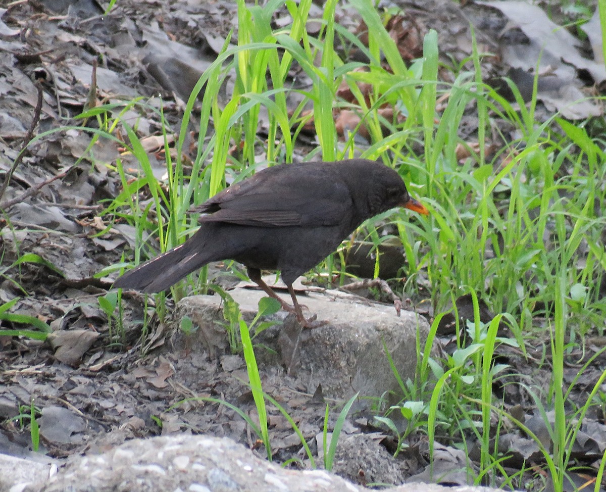 Eurasian Blackbird - ML620350832