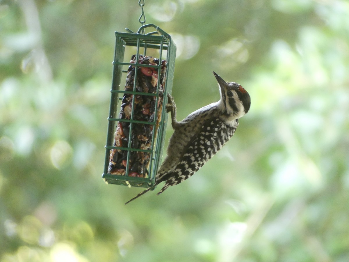 Ladder-backed Woodpecker - Sara Schubert