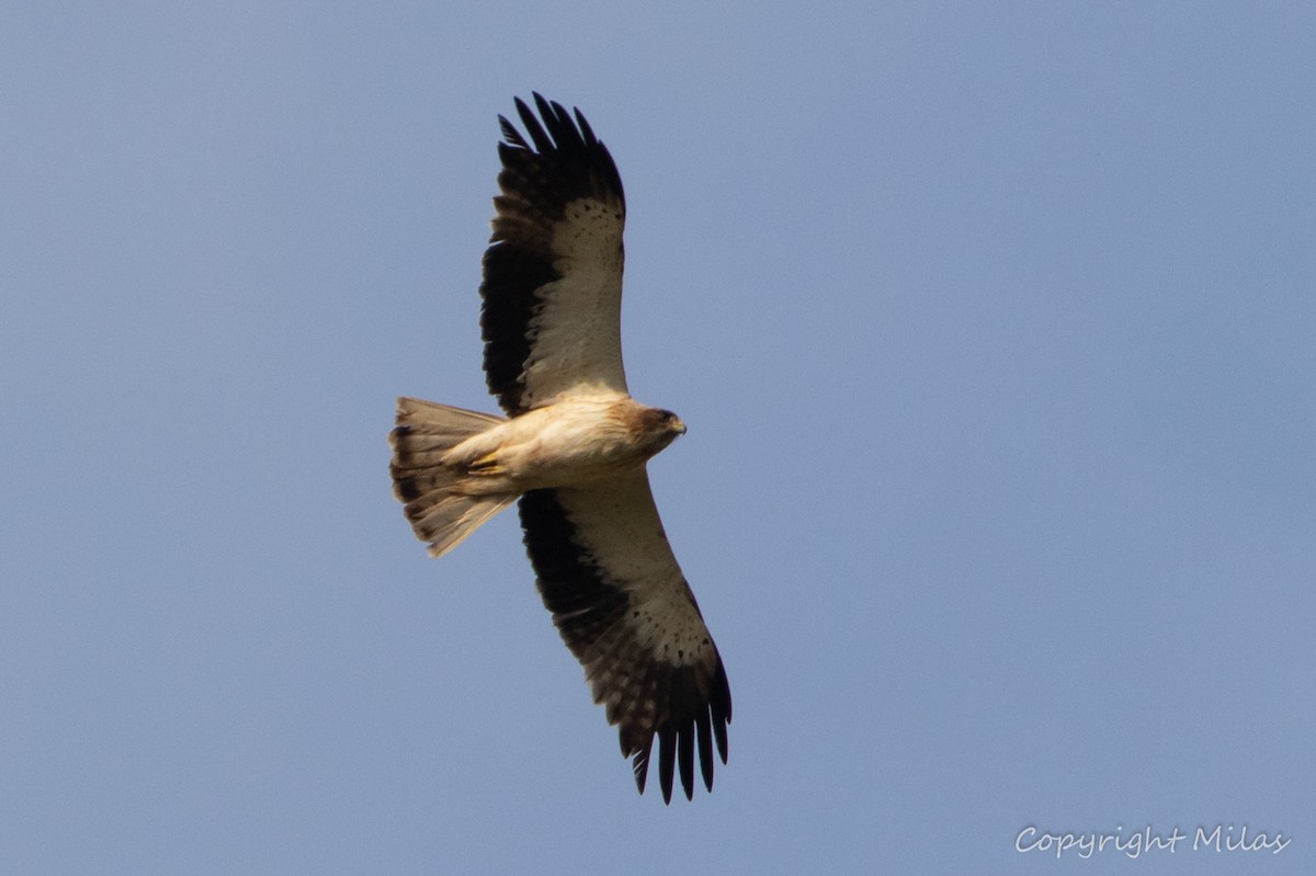 Booted Eagle - ML620350835