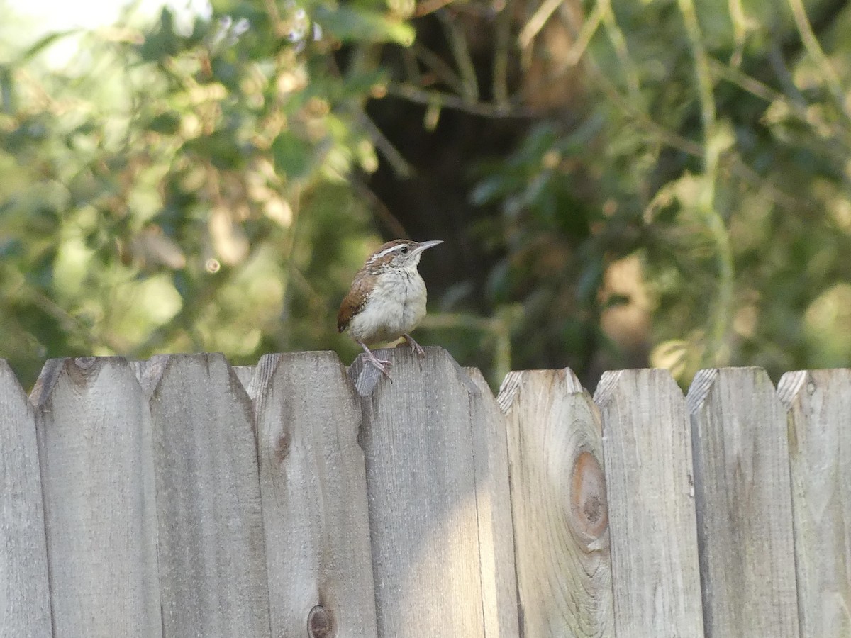 Carolina Wren - ML620350843