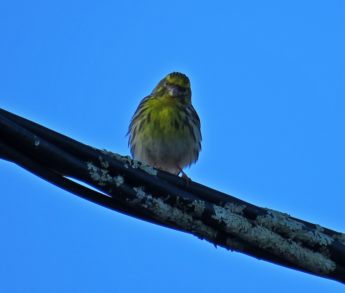 European Serin - ML620350845