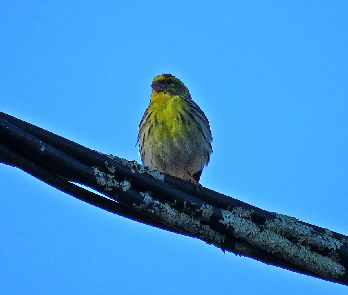 European Serin - ML620350846