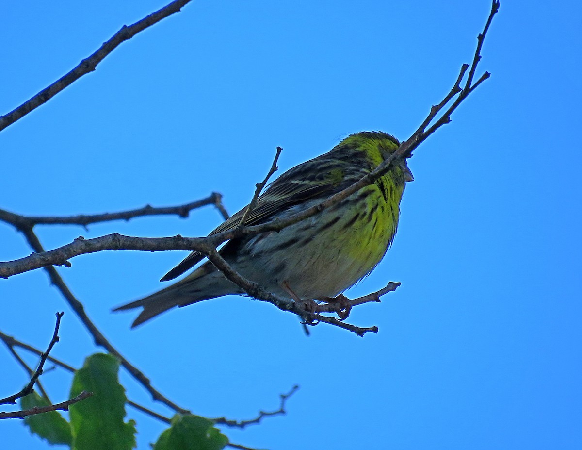 European Serin - Joao Freitas