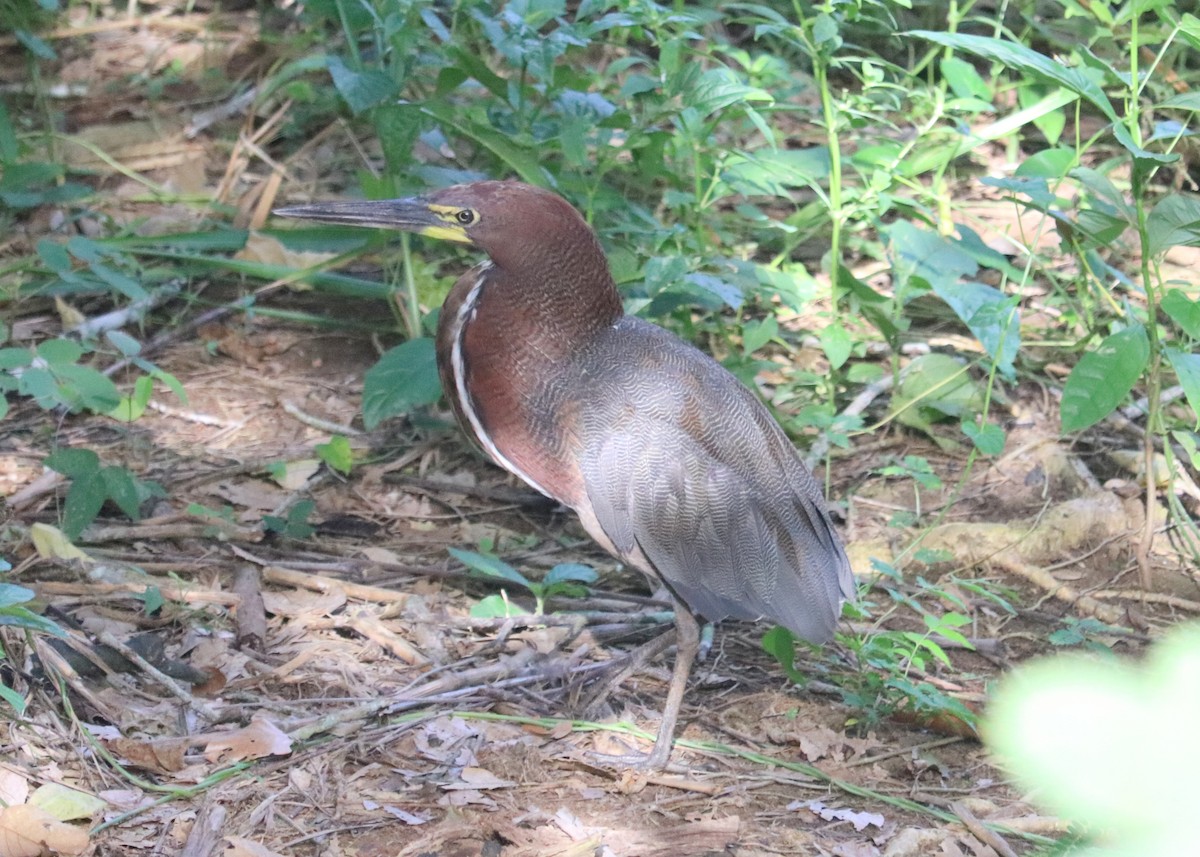 Rufescent Tiger-Heron - ML620350853