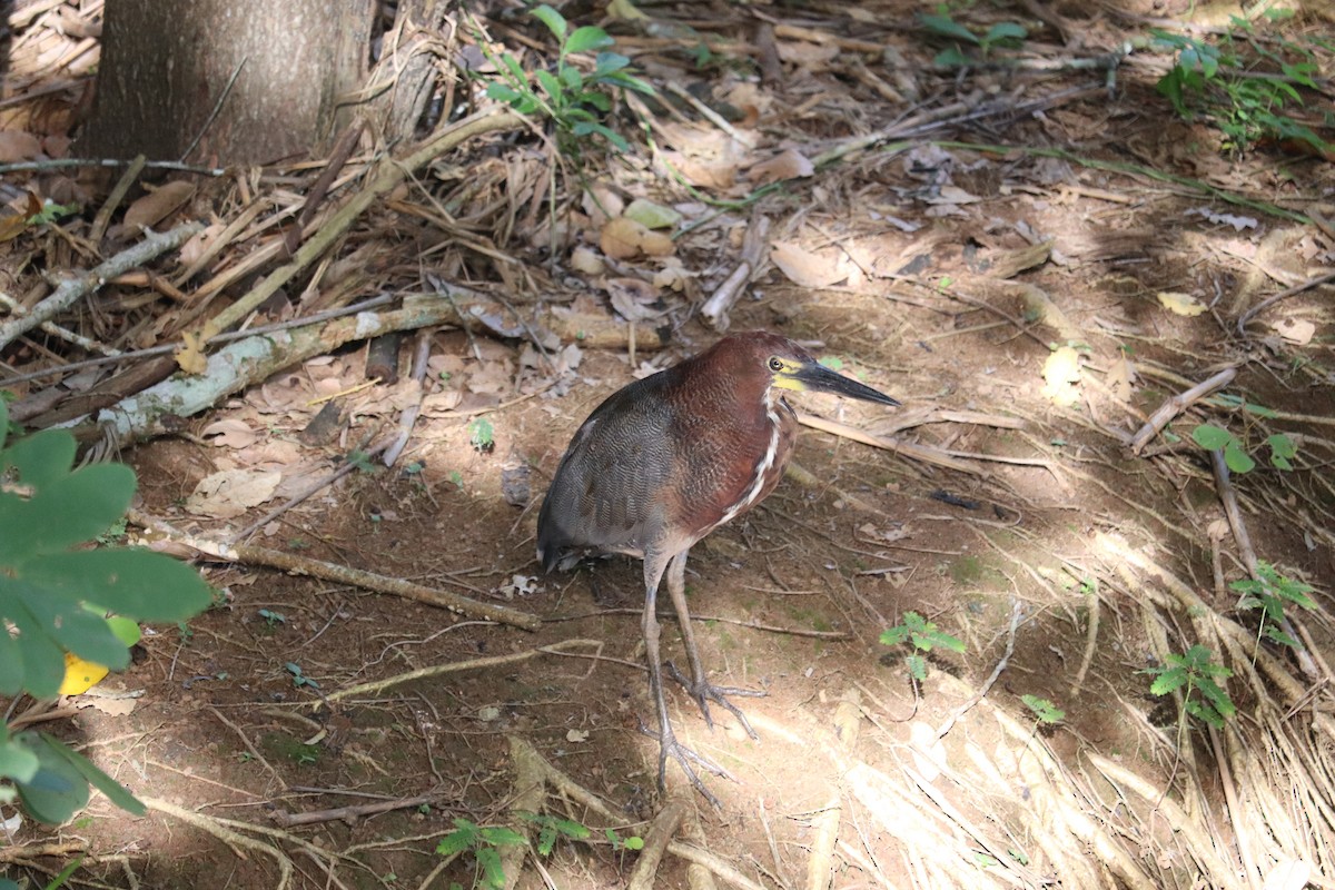 Rufescent Tiger-Heron - ML620350854