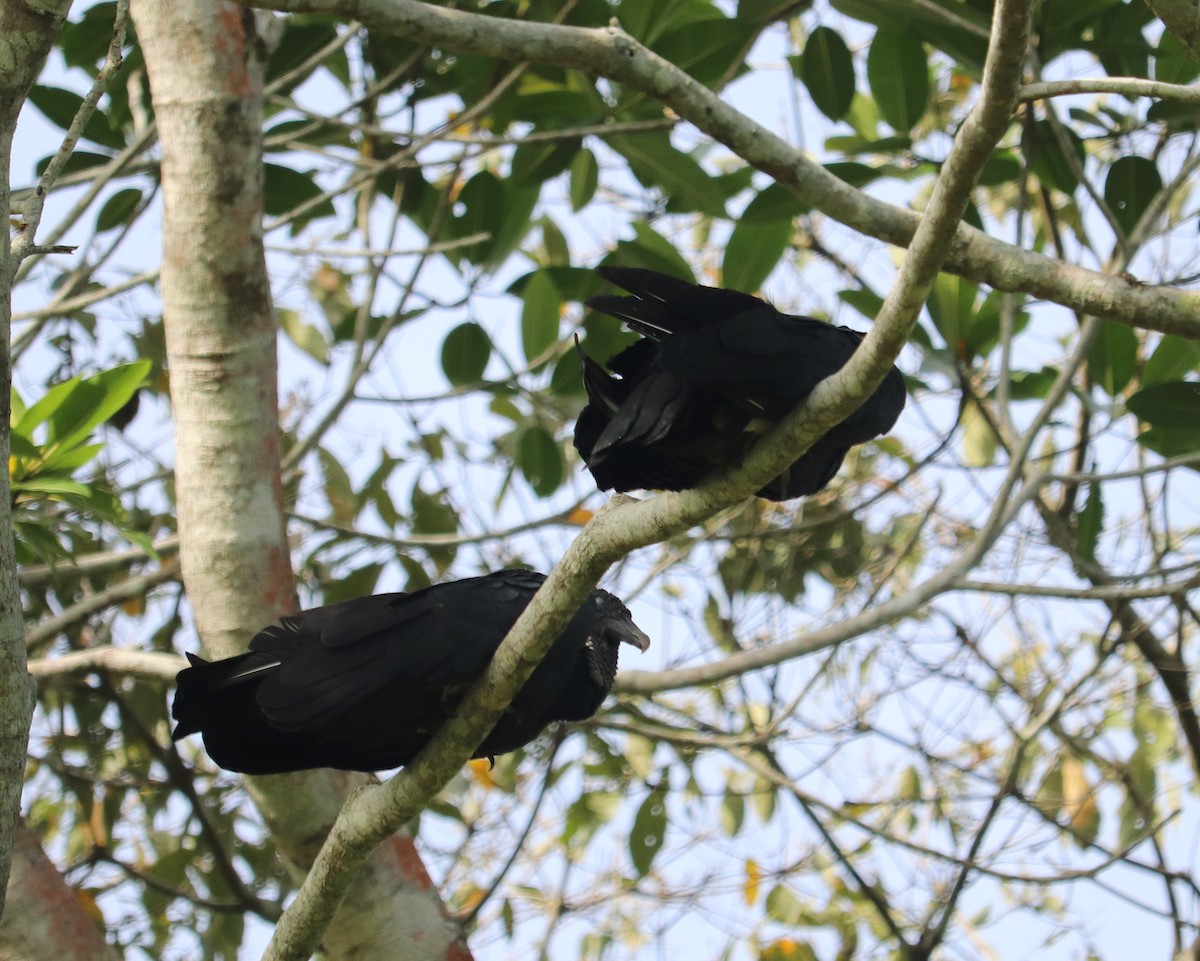 Black Vulture - ML620350858