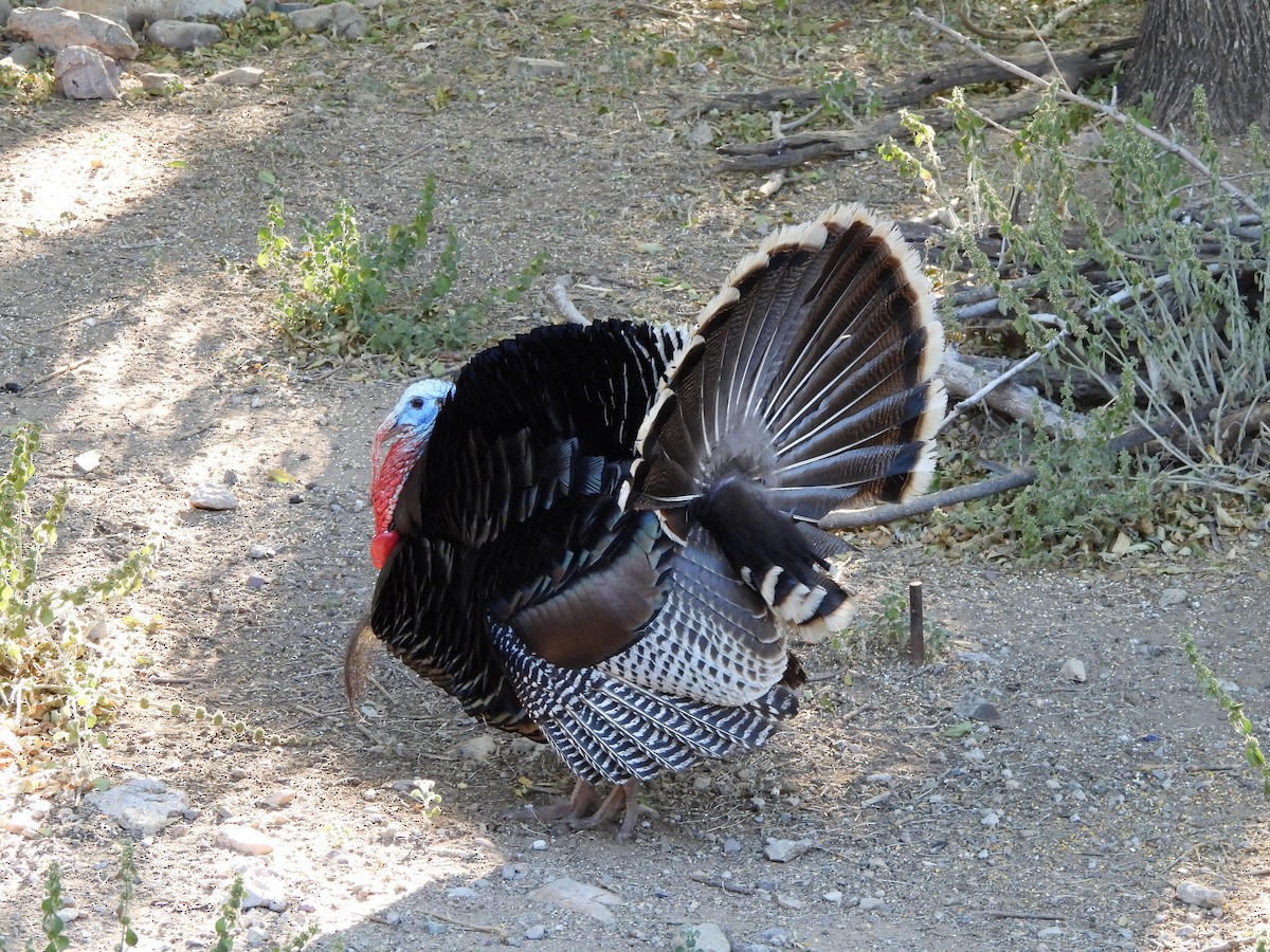 Guajolote Gallipavo - ML620350868