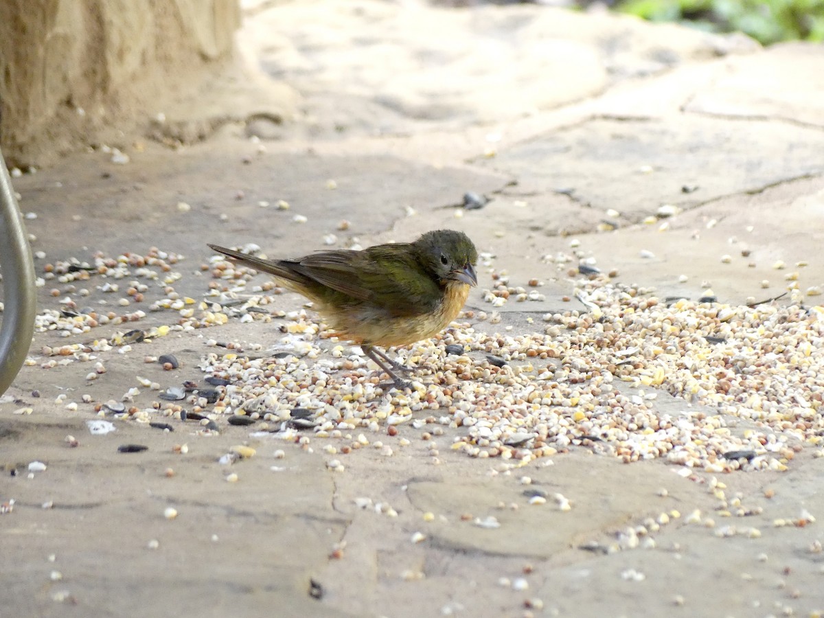 Painted Bunting - ML620350875