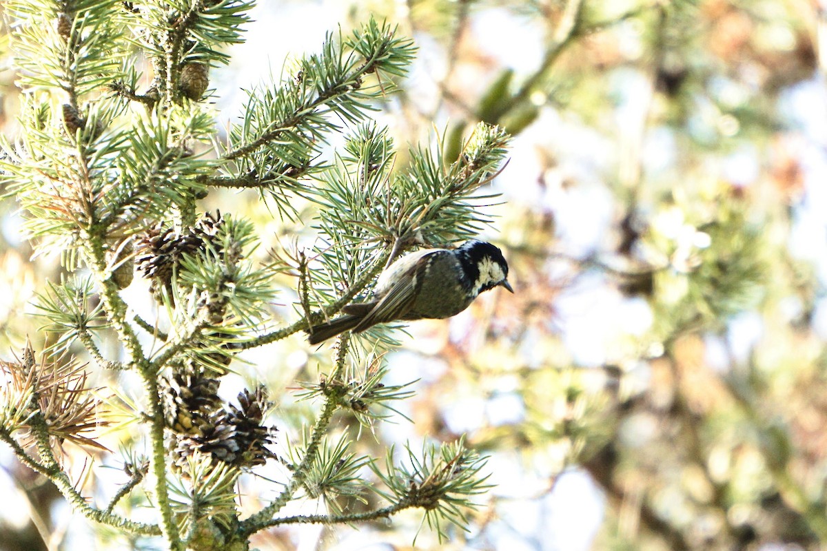 Coal Tit - ML620350877