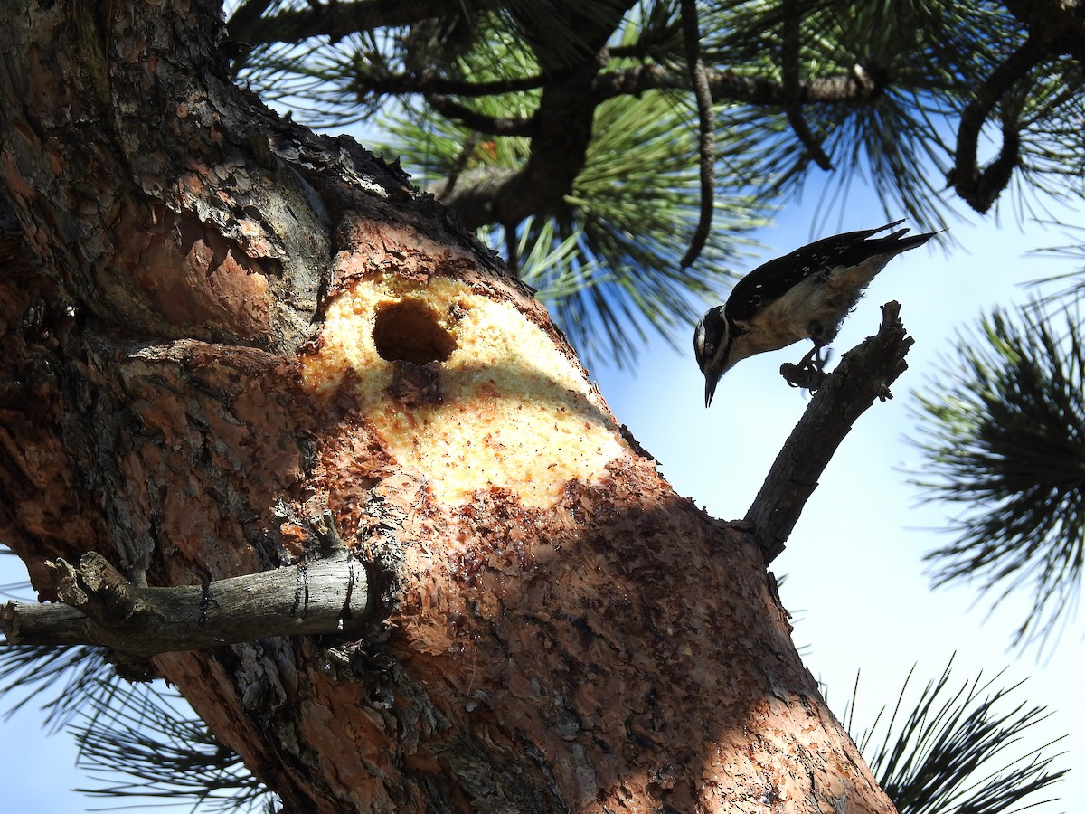 Hairy Woodpecker - ML620350879