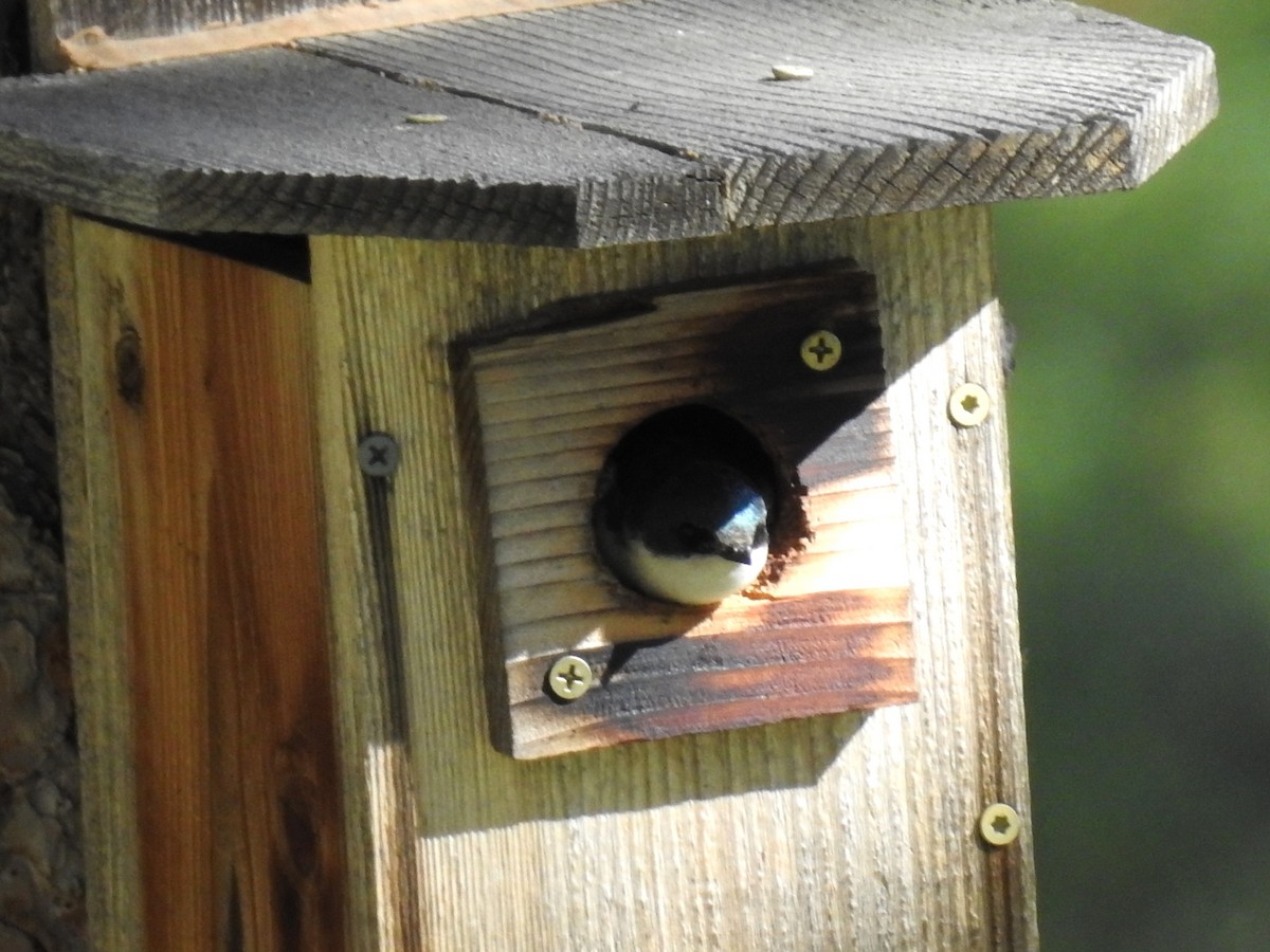 Tree Swallow - ML620350884