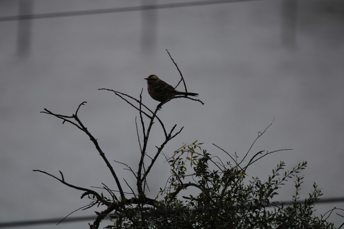 Chilean Mockingbird - ML620350886